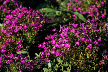 pink lovelia flowers in the garden

