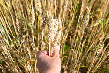Hand holding wheat stalks in a field