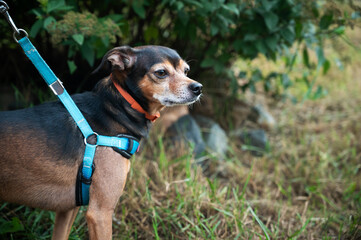 Miniature pinscher frolics on the grass at walk. Selective focus.