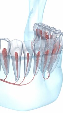 Dental root anatomy, Xray view. 3D Animation