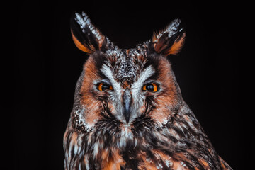 Close-up portrait of a long-eared owl (Asio otus) with intense gaze on a black background