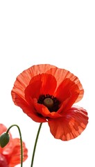 Vibrant close-up illustration of red poppy bloom with stem against pure white background. Delicate petals, black stamens. Floral design element. Symbol of remembrance, peace. Summer wildflower for