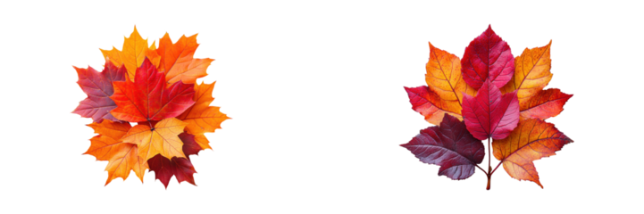 Autumn Leaves Composition. Vibrant Fall Foliage Display Isolated On Transparent Background