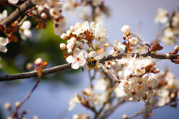 Bee on Flower
