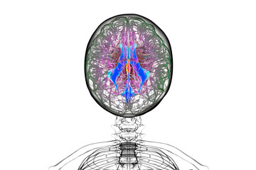 Third brain ventricle, illustration