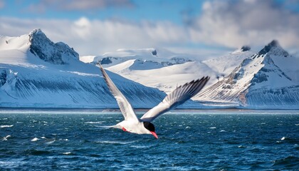 a white arctic tern with a black cap and red beak flies over a snowy mountain range and a choppy sea