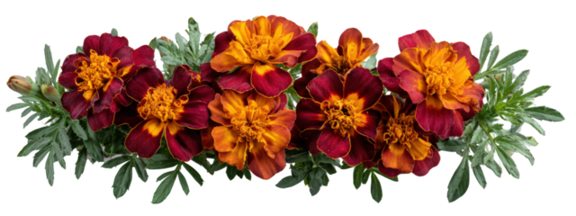 Symmetrical row of marigold flowers with vibrant orange and red petals, lush green leaves, and natural texture, creating cheerful and decorative floral arrangement