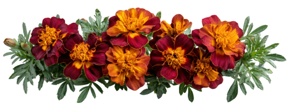 Symmetrical row of marigold flowers with vibrant orange and red petals, lush green leaves, and natural texture, creating cheerful and decorative floral arrangement
