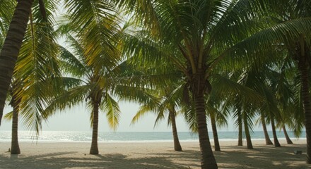 Obraz premium Lush Palm Trees Frame Sunny Tropical Beach Scene