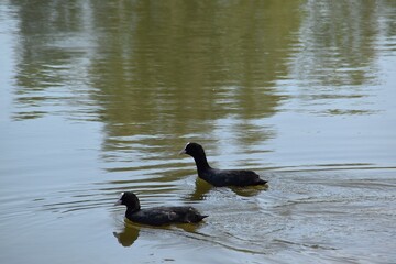 A couple of coots are swimming in a sea in summer day.