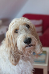 Porträt eines Grand Basset Griffon Vendèen