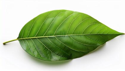 Obraz premium fresh green leaves isolated on pristine white background isolated on white background