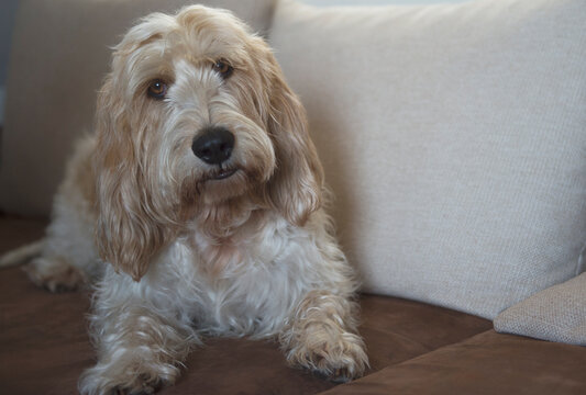 Portr&auml;t eines Grand Basset Griffon Vend&egrave;en
