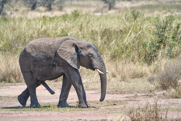 Fototapeta premium Male African Elephant Walking in Serengeti National Park, Tanzania