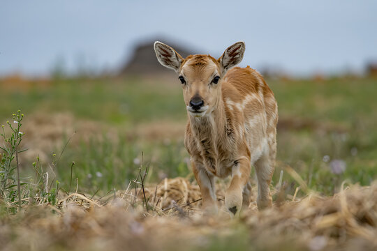 Young antelope standing in a grassy field with blurred background