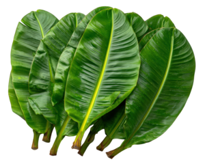 Vibrant green banana leaves with glossy texture, tropical foliage, fresh and lush, overlapping fronds, natural pattern, suitable for background or decoration