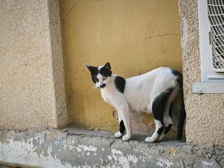 black and white cat
