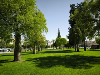 trees in the park