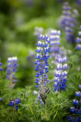 Obraz premium Close-up view of purple blue lupin flower.