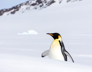 Emperor penguin in snowy landscape