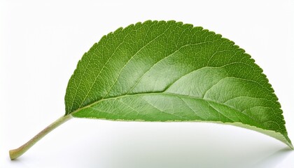 Fototapeta premium single green apple leaf isolated on white background