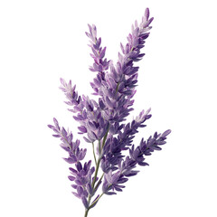Naklejka premium A sprig of fragrant purple lavender flowers isolated on a transparent background, highlighting its delicate blooms and natural beauty