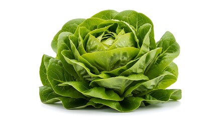 Fresh green butter lettuce head isolated on white background