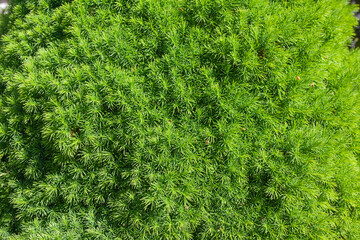 Dense green lush needles with bright daylight.