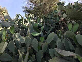 Premium Photography of Opuntia ficus-indica in full bloom isolated. Prickly Pear Cactus blossom close up, Indian Fig blooming, Barbary Fig isolated, Nopal Cactus, Mission Cactus. Mediterranean fruits.