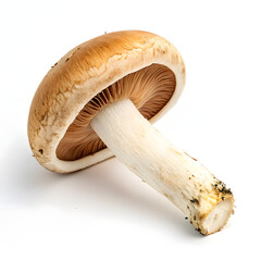 Close-up of a Single, Fresh Edible Mushroom