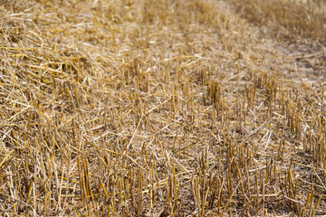 High angle view of stubble field at farm at Swiss city of Zürich on a sunny summer day. Photo taken August 8th, 2025, Zurich, Switzerland.