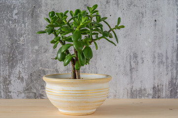 Succulent houseplant Crassula ovata in a pot on a grey concrete background.