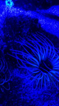 Underwater scene featuring vibrant marine life, including colorful anemones and sea plants, illuminated by soft blue light, creating a serene aquatic atmosphere