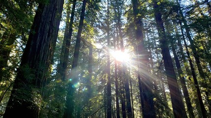 Obraz premium A sequoia forest with tall trees, where sunlight shines through the dense foliage, creating a striking lens flare effect that adds warmth and magic to the serene woodland scene.