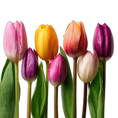 Fototapeta premium Close-up of various colorful tulips. Vibrant hues of pink, orange, yellow, and purple tulips in a row against a black background. Sharp focus on flower petals, delicate stems, and vibrant foliage