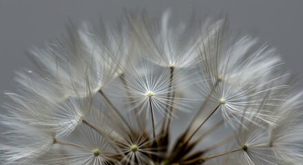 Dandelion seed head close up against gray background