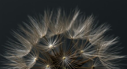 Naklejka premium Dandelion seed heads against dark background