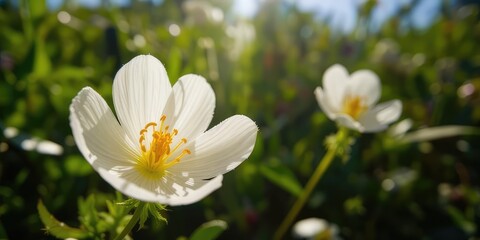 Delicate White Flower, Sunlight & Green Landscape