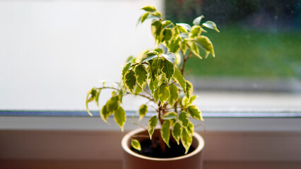 Calathea orbifolia, green indoor plant isolated on white