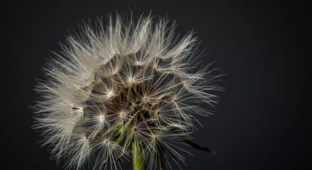 Dandelion seed head against dark background close up
