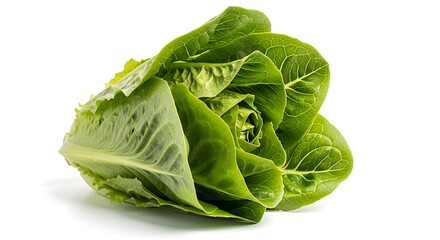 Fresh green lettuce head isolated on white background