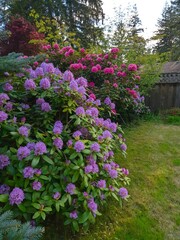 Lush rhododendron bushes in full bloom, showcasing vibrant purple and pink flowers in a garden setting