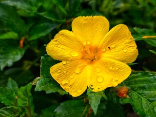 Vibrant yellow flower with water droplets on petals in a lush green garden