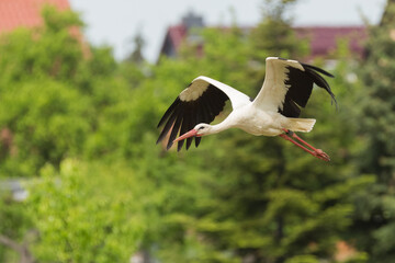 white stork near a village
