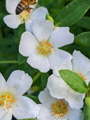 Honeybee gathering pollen from white purslane flowers in a garden, showcasing pollination and natural beauty
