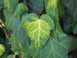 Variegated ivy Hedera helix 'Profesor Seneta' close-up of green and yellow leaves, ornamental foliage plant, garden background