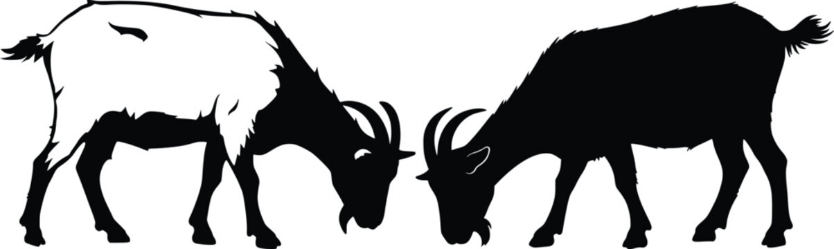 black and white goats facing each other clip art preview