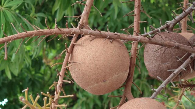 The fruit of the sala tree