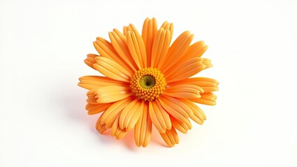 Close-up of an orange flower.