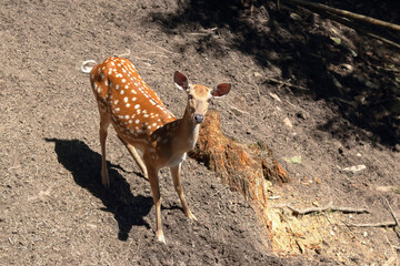 Young deer in zoo enclosure, natural pose in daylight, animal, forest, wildlife, eco trip, safari park, educational tourism, travel photography, peaceful moment.